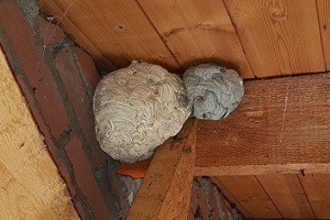 Wespenplaag Wespenplaag